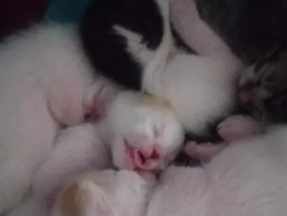 Gato raça SRD-ViraLata idade Abaixo de 2 meses nome Adoção 