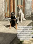 branquelo e negão 