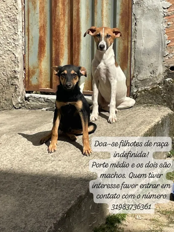 Cachorro raça SRD-ViraLata idade 2 a 6 meses nome branquelo e negão 