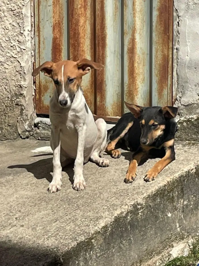 Cachorro raça SRD-ViraLata idade 2 a 6 meses nome branquelo e negão 