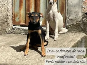 Cachorro raça SRD-ViraLata idade 2 a 6 meses nome branquelo e negão 