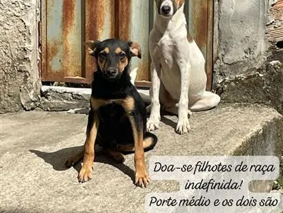 Cachorro raça SRD-ViraLata idade 2 a 6 meses nome branquelo e negão 