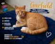 Garfield