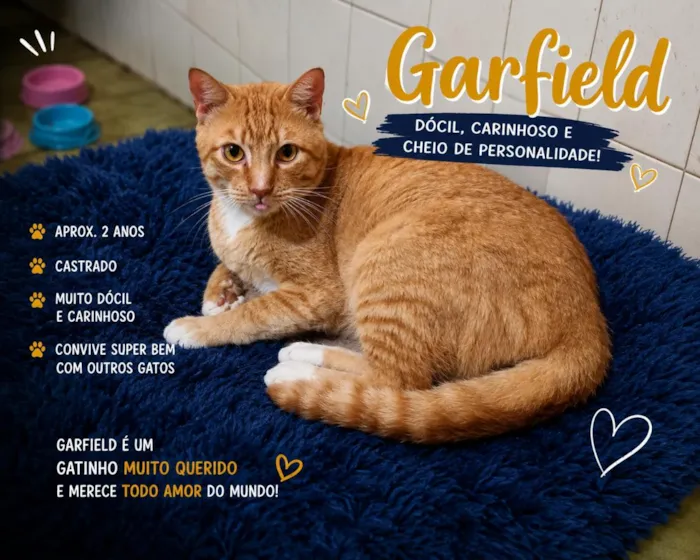 Gato raça SRD-ViraLata idade 2 anos nome Garfield