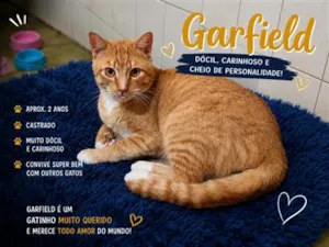 Gato raça SRD-ViraLata idade 2 anos nome Garfield