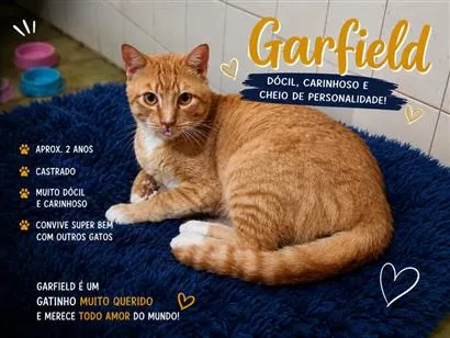 Gato raça SRD-ViraLata idade 2 anos nome Garfield