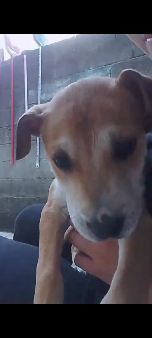 Cachorro raça SRD-ViraLata idade 2 a 6 meses nome Bily