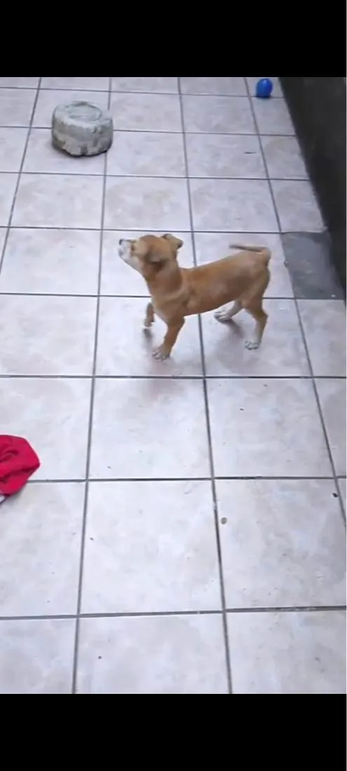 Cachorro raça SRD-ViraLata idade 2 a 6 meses nome Bily