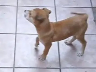 Cachorro raça SRD-ViraLata idade 2 a 6 meses nome Bily