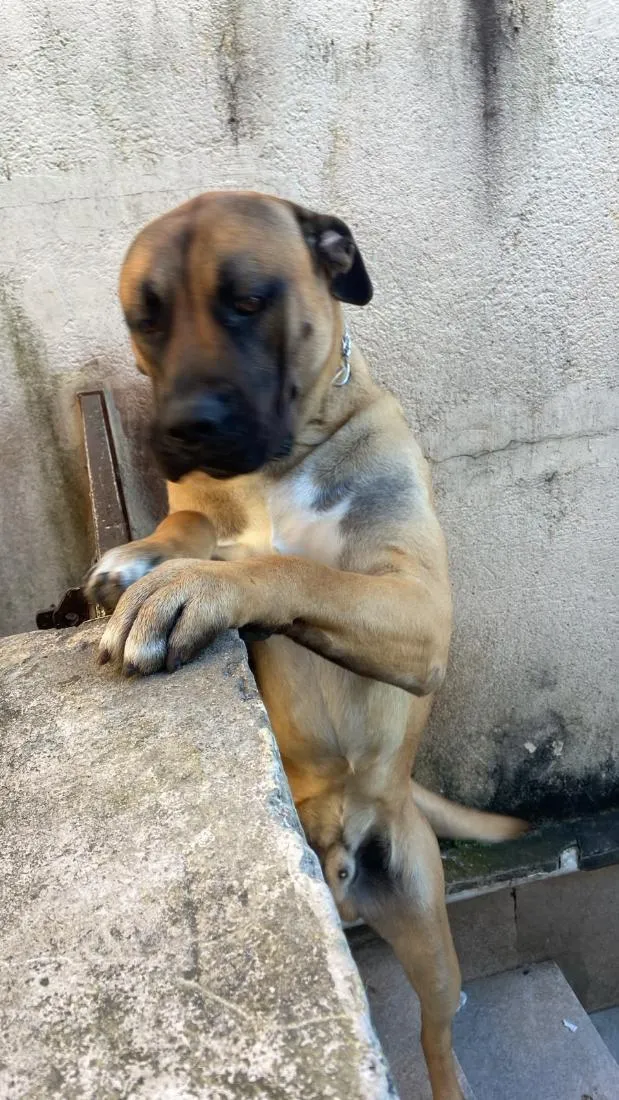Cachorro raça Pit-Bull idade 7 a 11 meses nome Bryan 