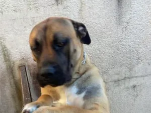 Cachorro raça Pit-Bull idade 7 a 11 meses nome Bryan 