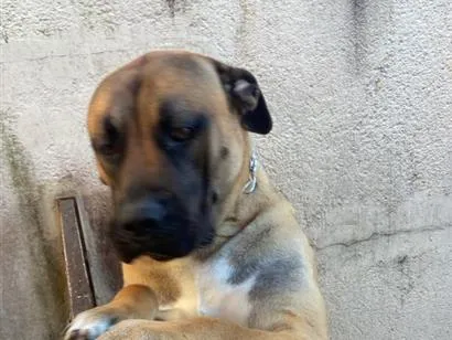 Cachorro raça Pit-Bull idade 7 a 11 meses nome Bryan 