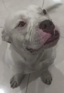 Cachorro raça Pit-Bull idade 2 anos nome Bob(provisoriamente)