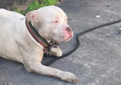 Cachorro raça Pit-Bull idade 2 anos nome Bob(provisoriamente)