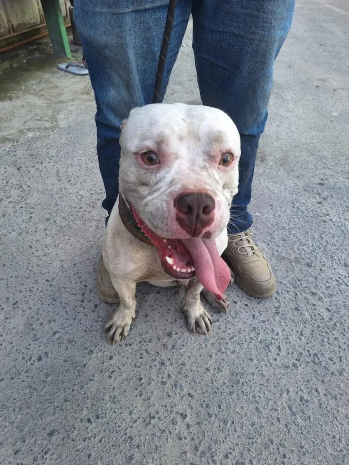 Cachorro raça Pit-Bull idade 2 anos nome Bob(provisoriamente)