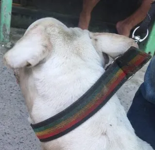 Cachorro raça Pit-Bull idade 2 anos nome Bob(provisoriamente)