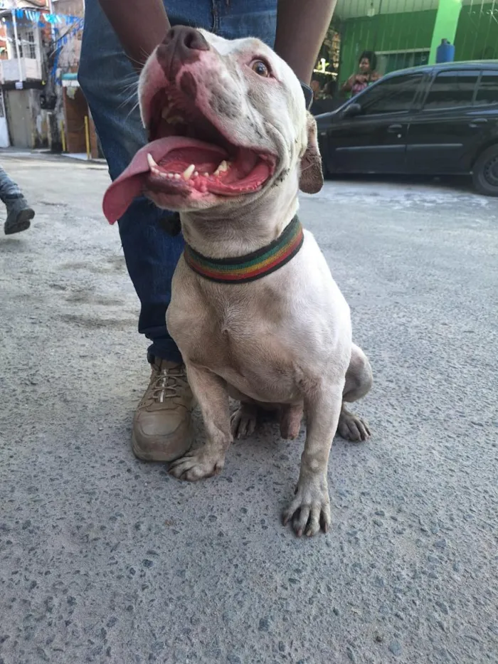 Cachorro raça Pit-Bull idade 2 anos nome Bob(provisoriamente)