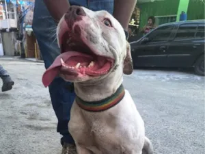 Cachorro raça Pit-Bull idade 2 anos nome Bob(provisoriamente)