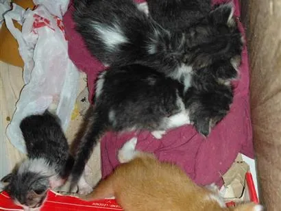 Gato raça SRD-ViraLata idade Abaixo de 2 meses nome São recém nascido então não tem nome 