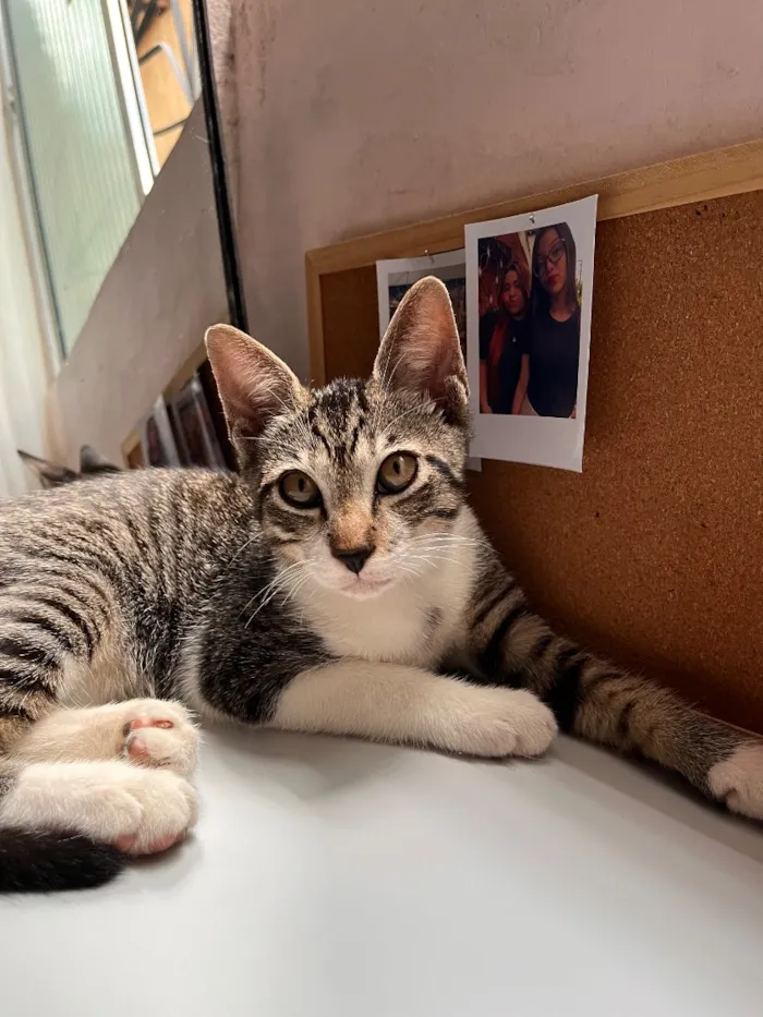Gato raça SRD-ViraLata idade 2 a 6 meses nome totoro