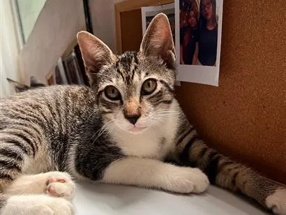 Gato raça SRD-ViraLata idade 2 a 6 meses nome totoro