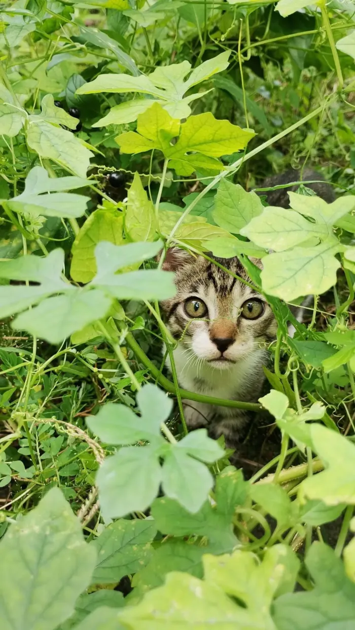 Gato raça SRD-ViraLata idade 2 a 6 meses nome totoro