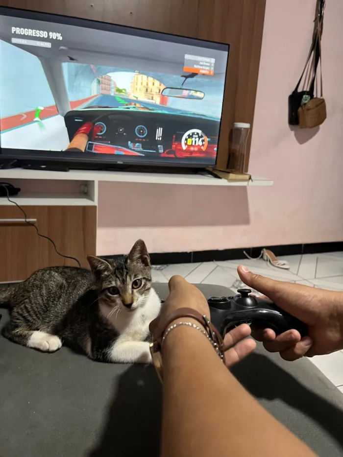 Gato raça SRD-ViraLata idade 2 a 6 meses nome totoro