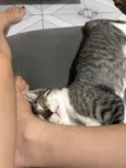 totoro
