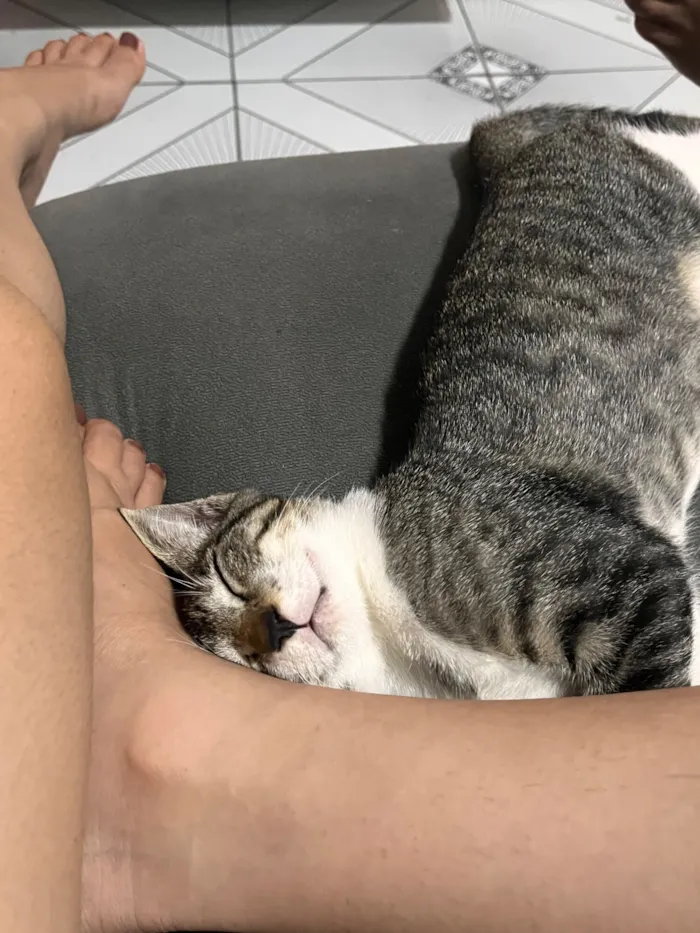 Gato raça SRD-ViraLata idade 2 a 6 meses nome totoro