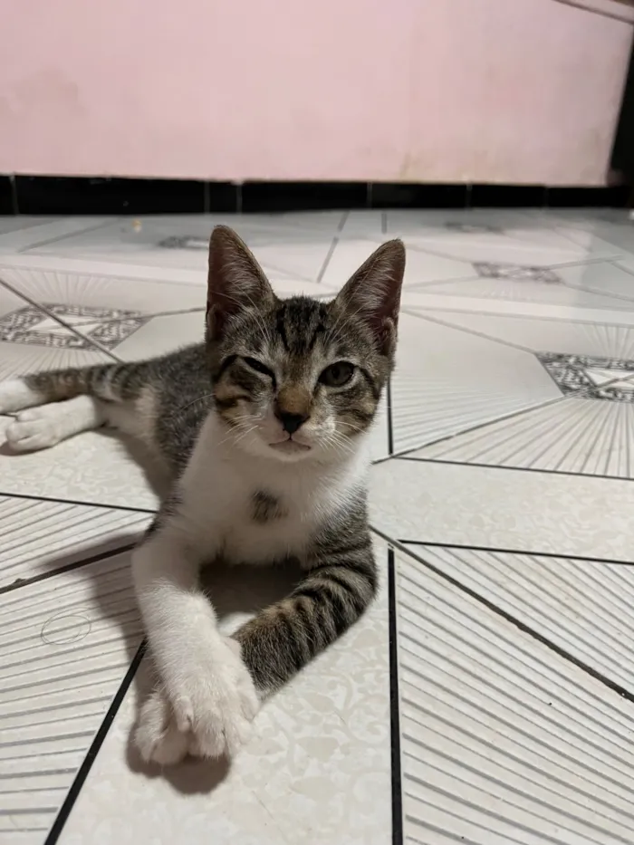 Gato raça SRD-ViraLata idade 2 a 6 meses nome totoro