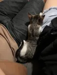 totoro
