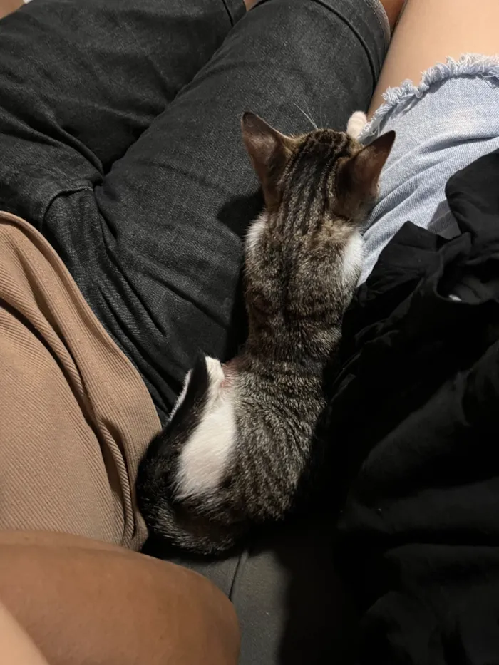 Gato raça SRD-ViraLata idade 2 a 6 meses nome totoro