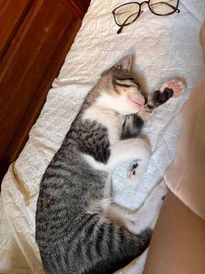 Gato raça SRD-ViraLata idade 2 a 6 meses nome totoro
