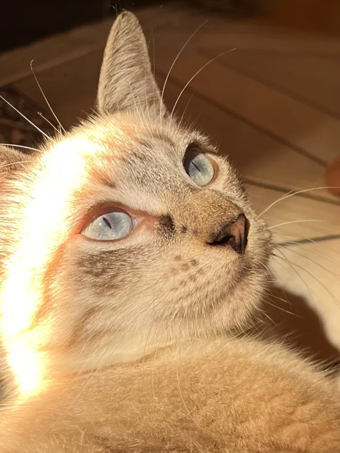 Gato raça SRD-ViraLata idade 7 a 11 meses nome Kevin