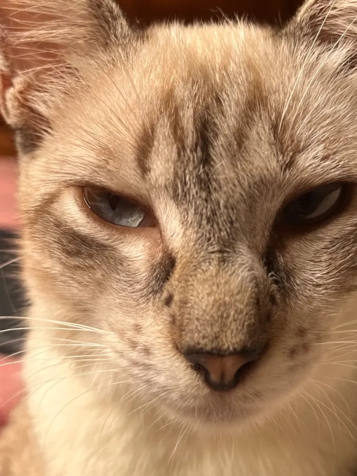 Gato raça SRD-ViraLata idade 7 a 11 meses nome Kevin