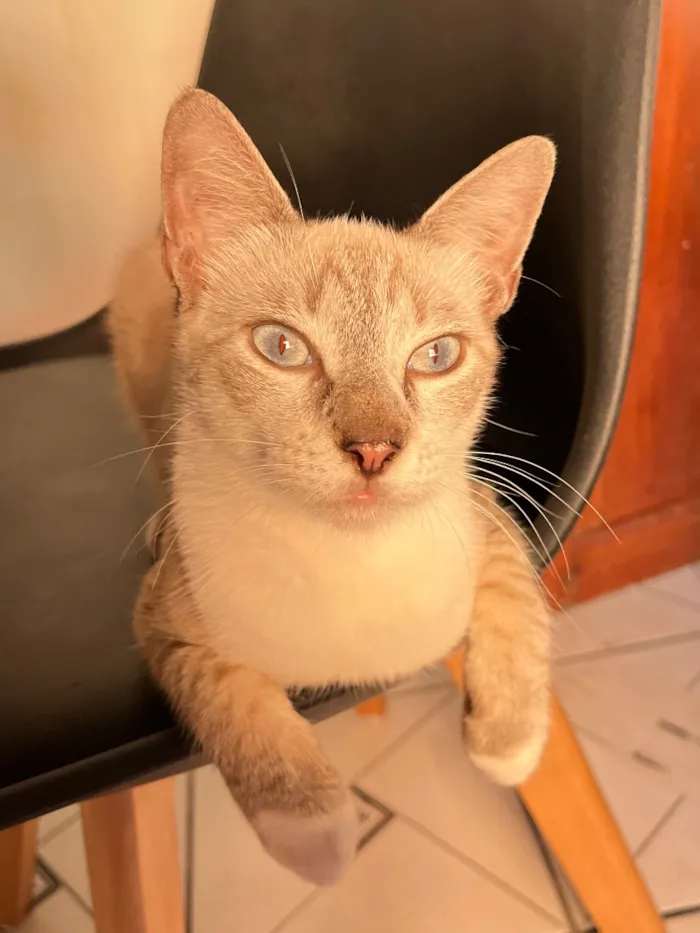 Gato raça SRD-ViraLata idade 7 a 11 meses nome Kevin