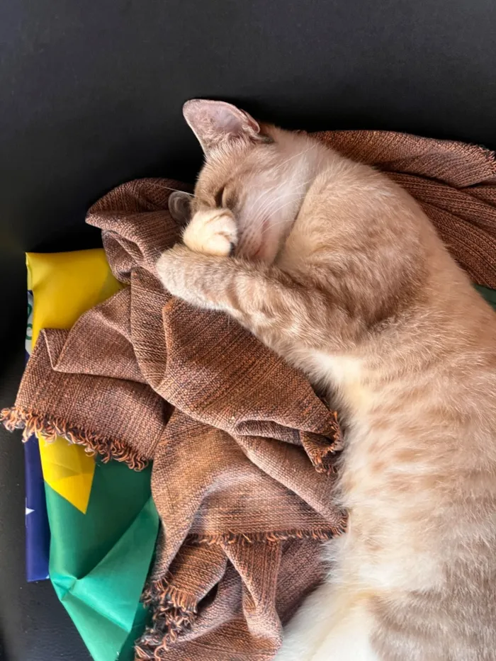 Gato raça SRD-ViraLata idade 7 a 11 meses nome Kevin