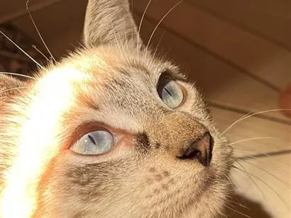 Gato raça SRD-ViraLata idade 7 a 11 meses nome Kevin