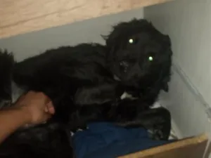 Cachorro raça SRD-ViraLata idade 2 anos nome Robinho
