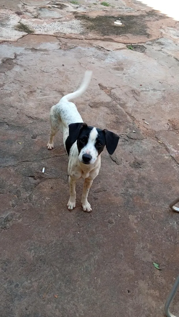 Cachorro raça SRD-ViraLata idade 7 a 11 meses nome Lili