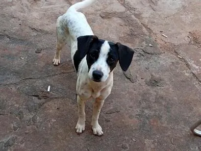 Cachorro raça SRD-ViraLata idade 7 a 11 meses nome Lili