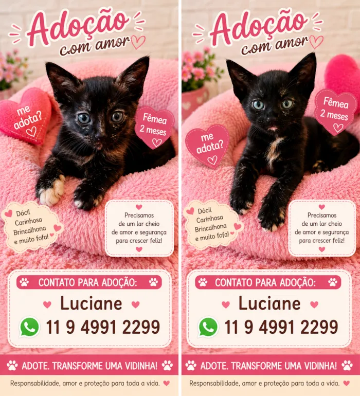 Gato raça SRD-ViraLata idade 2 a 6 meses nome Bbs