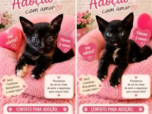 Gato raça SRD-ViraLata idade 2 a 6 meses nome Bbs