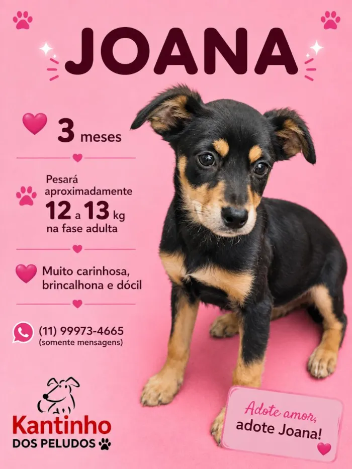 Cachorro raça SRD-ViraLata idade 2 a 6 meses nome Joana