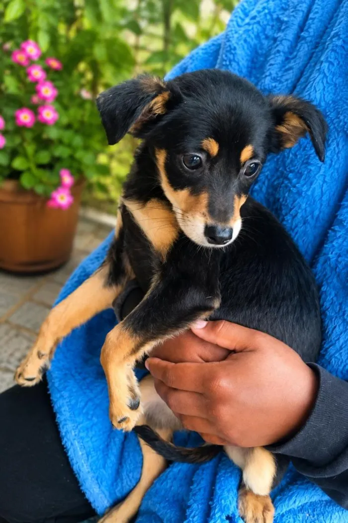 Cachorro raça SRD-ViraLata idade 2 a 6 meses nome Joana