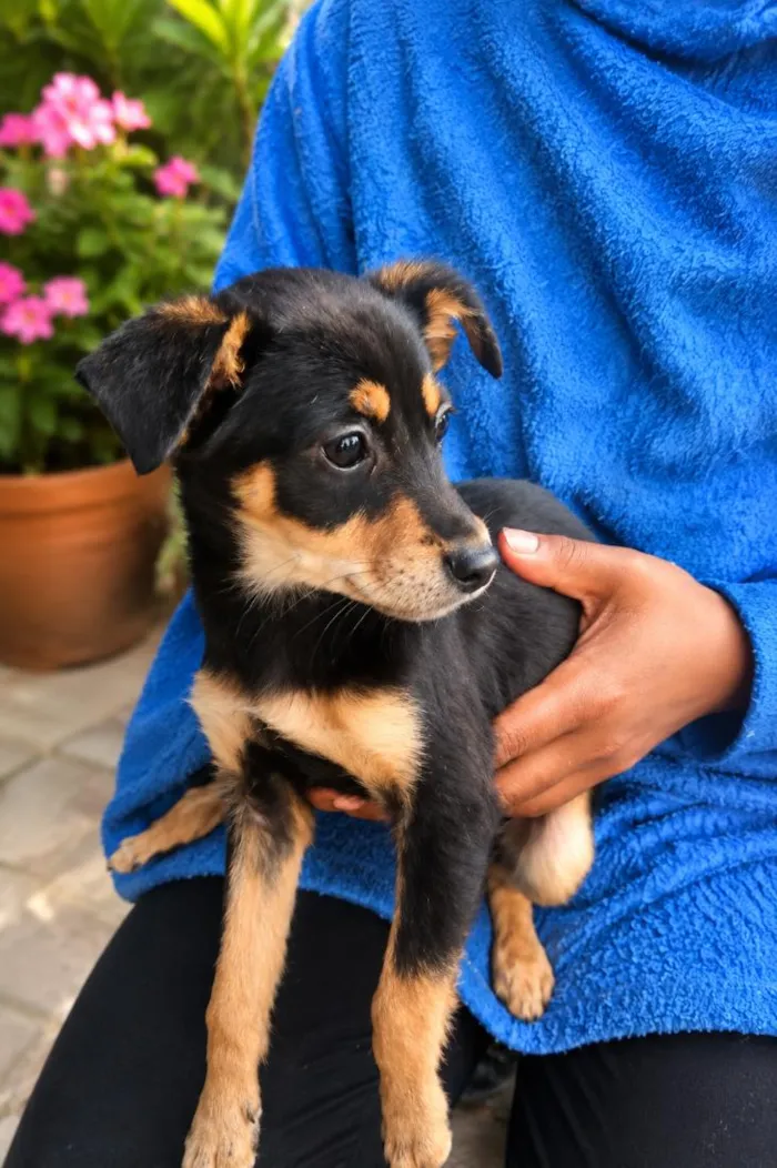 Cachorro raça SRD-ViraLata idade 2 a 6 meses nome Joana