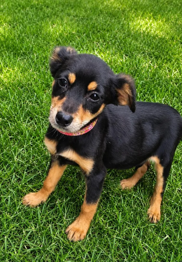 Cachorro raça SRD-ViraLata idade 2 a 6 meses nome Joana