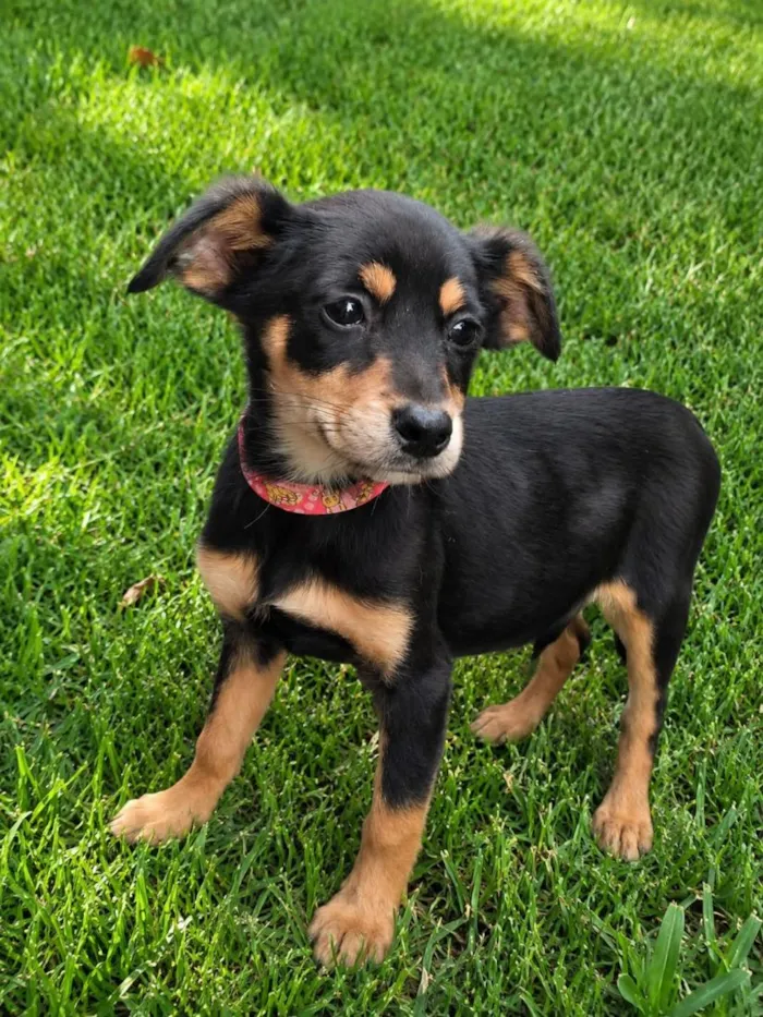Cachorro raça SRD-ViraLata idade 2 a 6 meses nome Joana