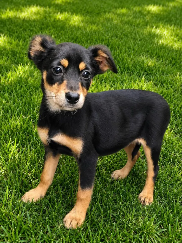 Cachorro raça SRD-ViraLata idade 2 a 6 meses nome Joana