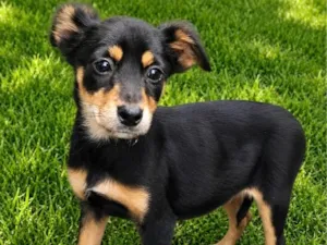 Cachorro raça SRD-ViraLata idade 2 a 6 meses nome Joana